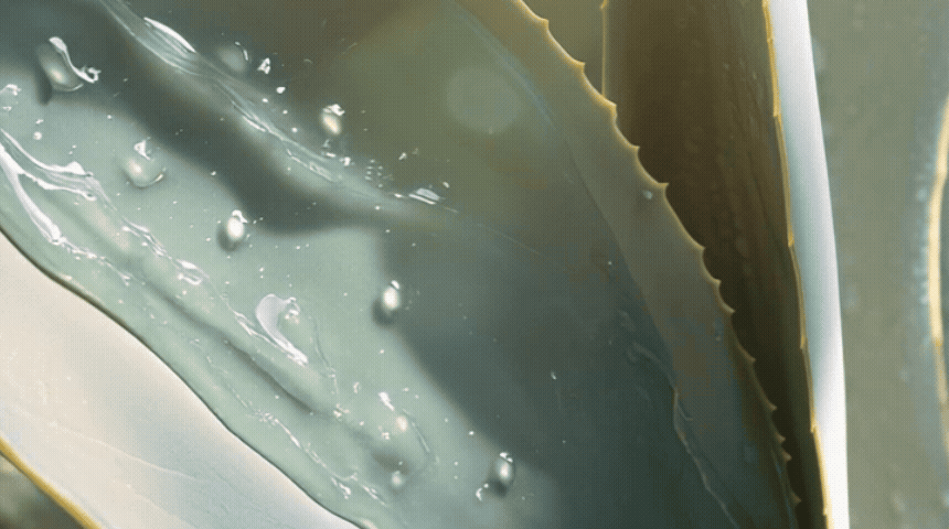 순한 블루아가베 수딩 선스틱(mild blue agave soothing sun stick)